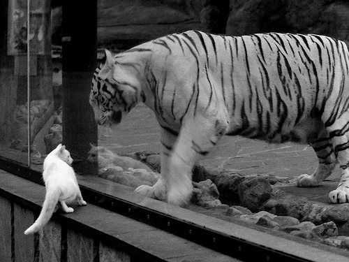 勒克莱尔扛起的不是方向盘,而是全队的天空,阿斯顿马丁如何上演现代赛车最华丽的逆转