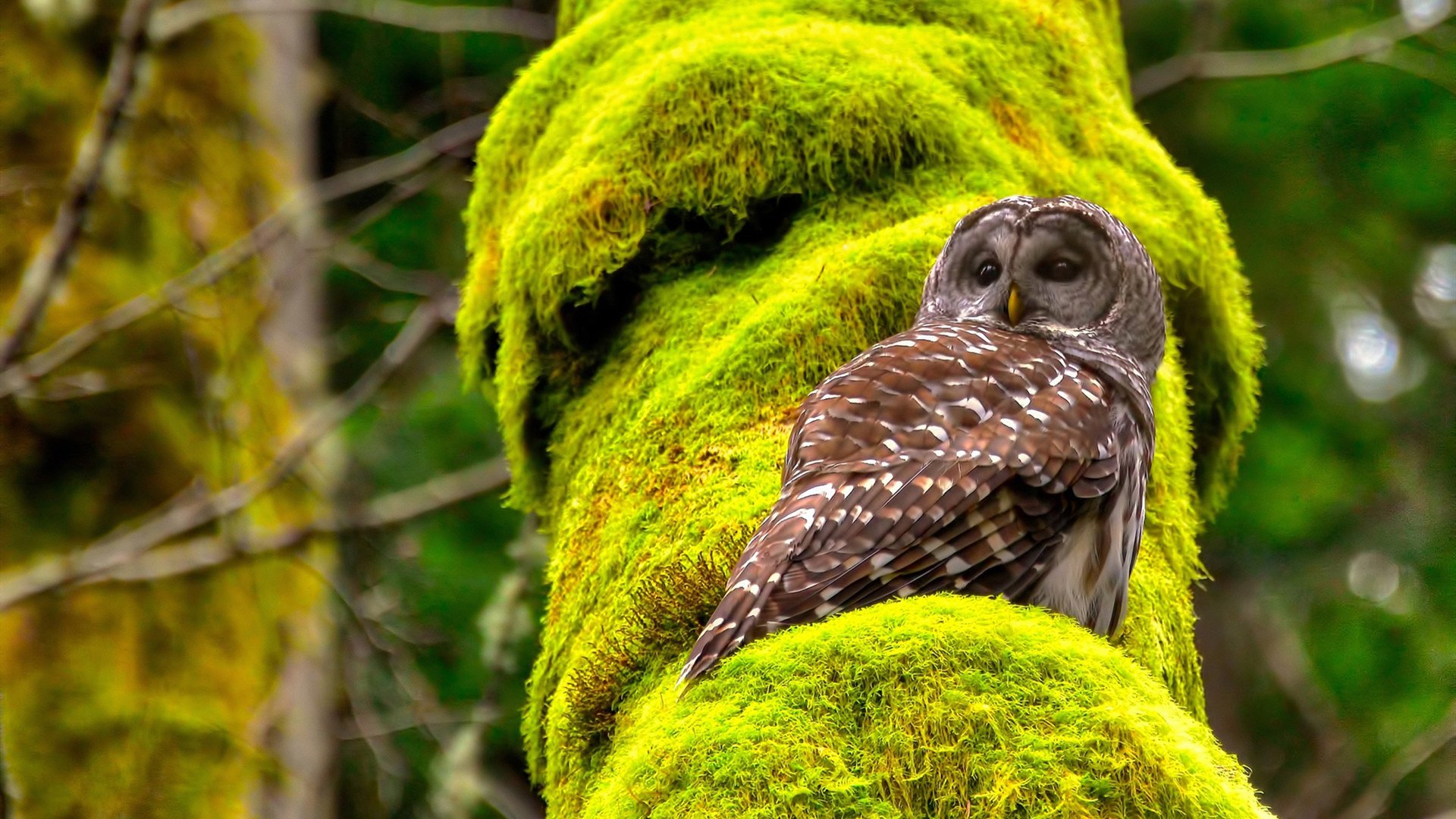 时空交错的战神，当猛龙主帅杰伦·格林在欧冠半决赛锁定胜局