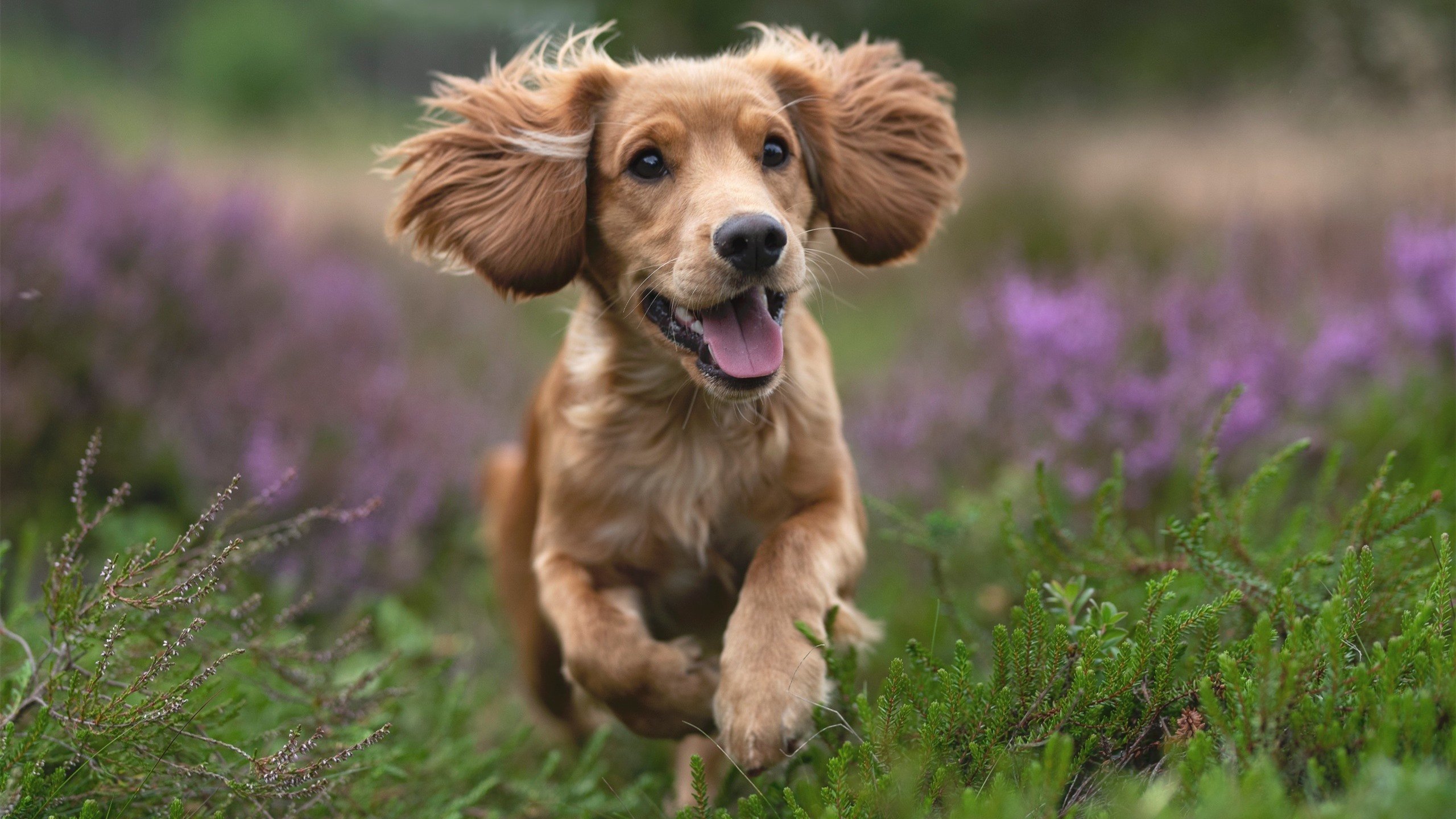 波兰点杀秘鲁，一场欧冠级别的预选赛生死战