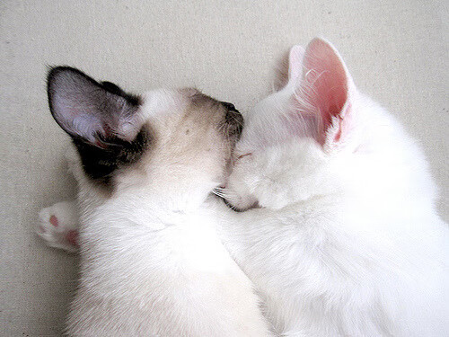 拉梅洛璀璨如星，开拓者群狼撕碎雄鹿防线