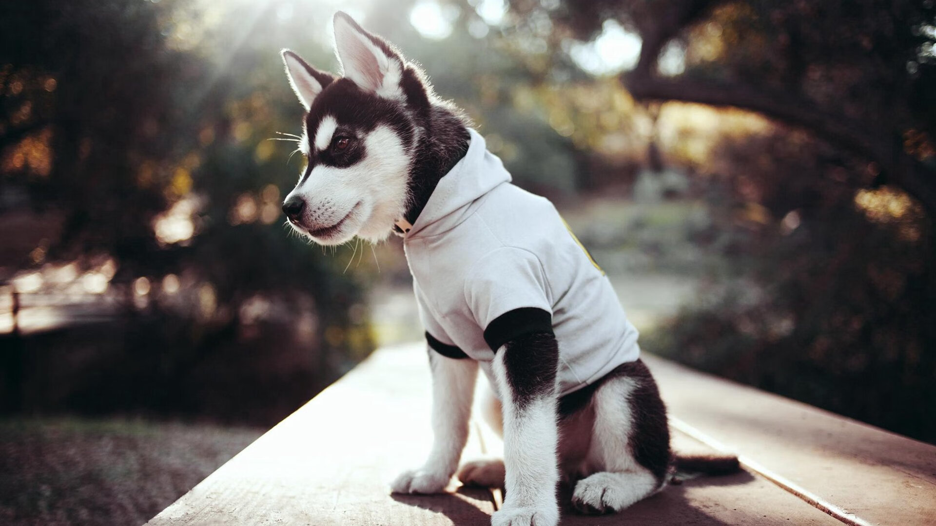 沉默的火山与燃烧的火炬,布克点亮的不仅是广厦的得分牌