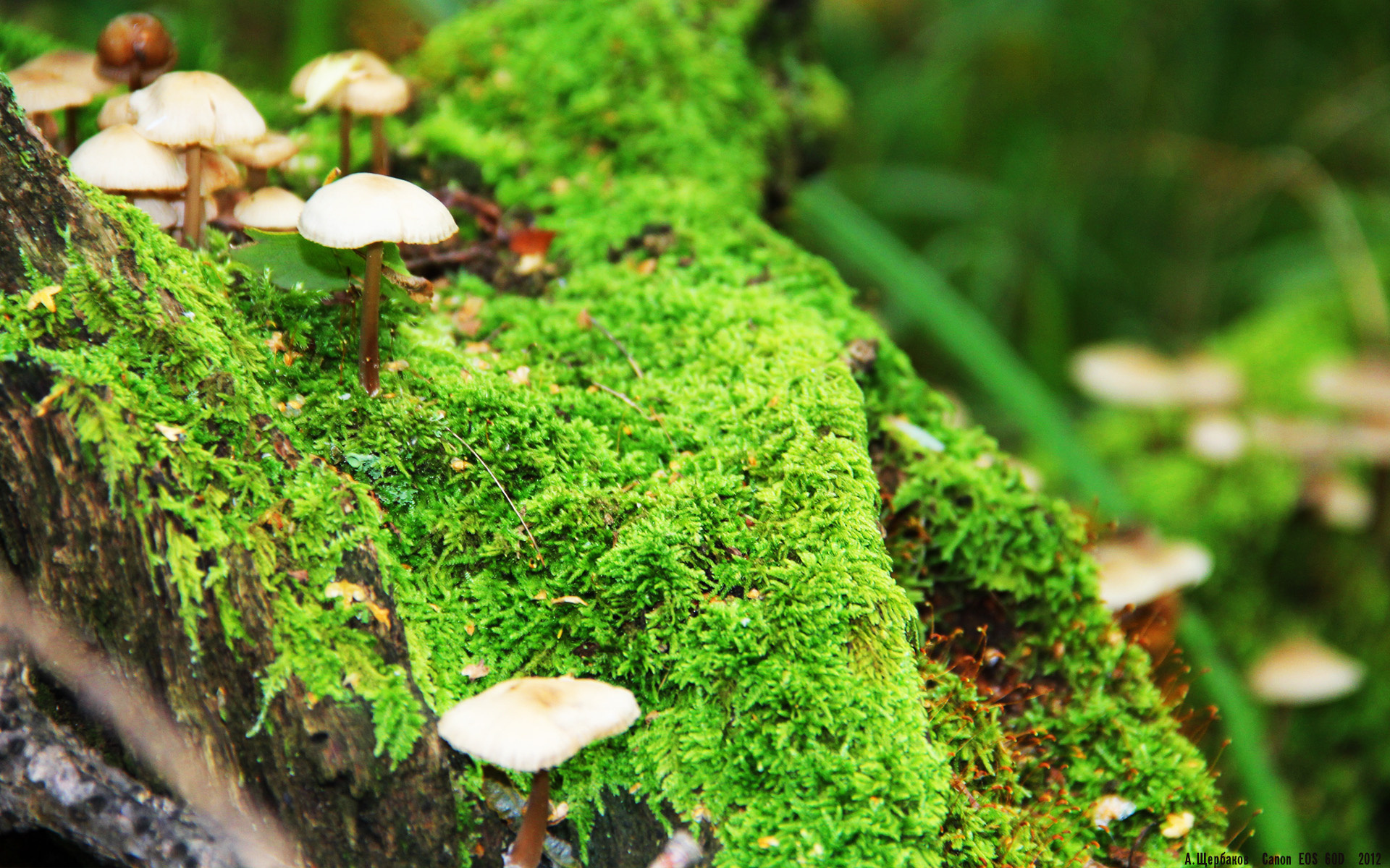 审判日降临北岸花园,德罗赞用古典技艺提前终结悬念