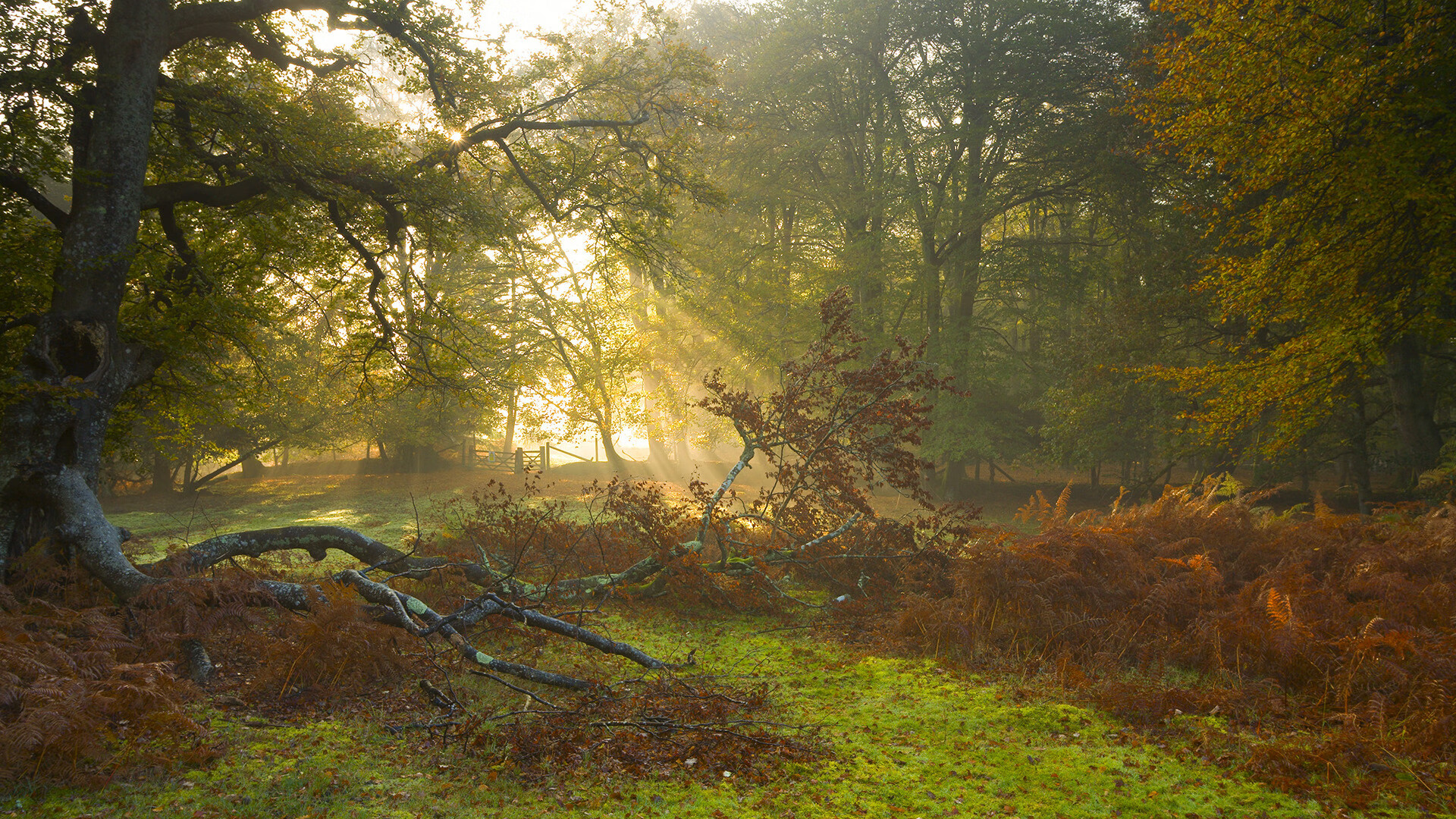 跨洋对决，当深圳猎豹撕碎达拉斯独行侠