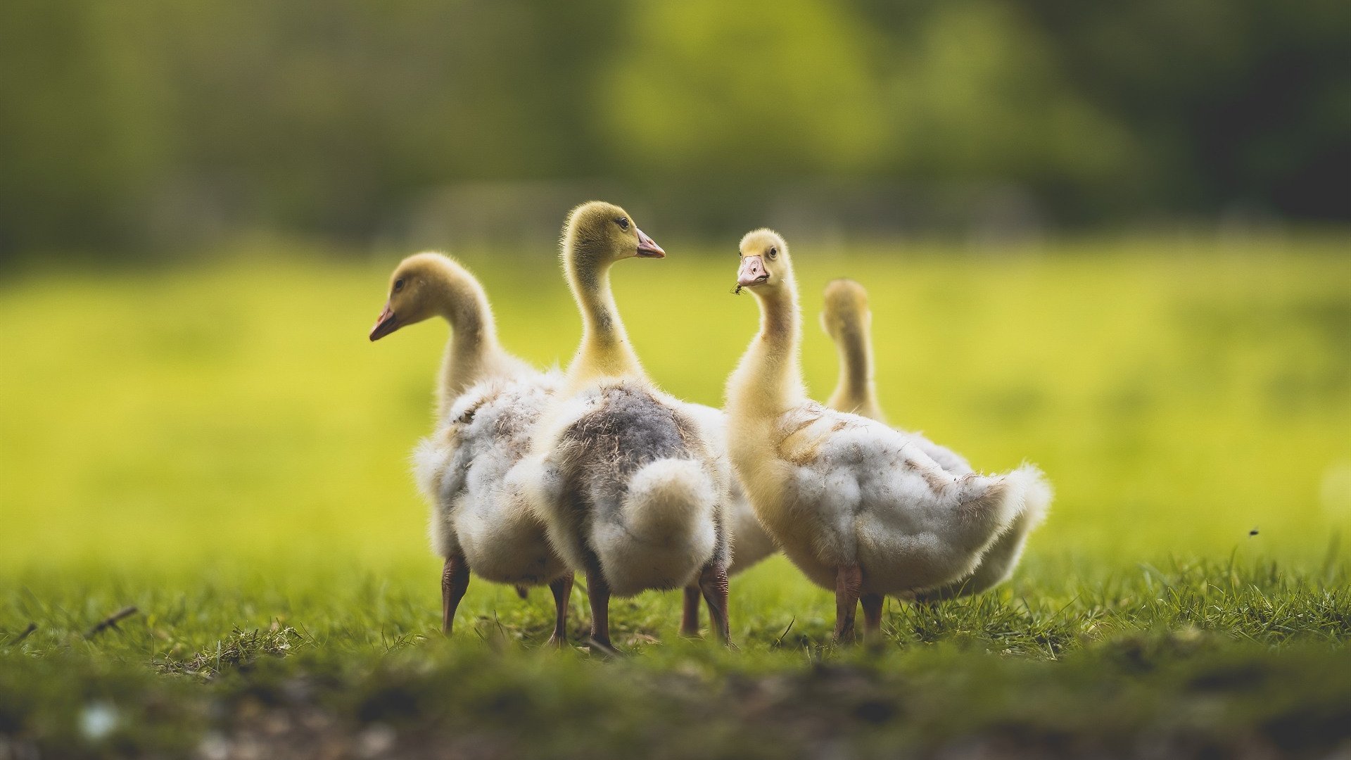 双重闪电,阿尔瓦雷斯的个人神话与克罗地亚的战术霹雳