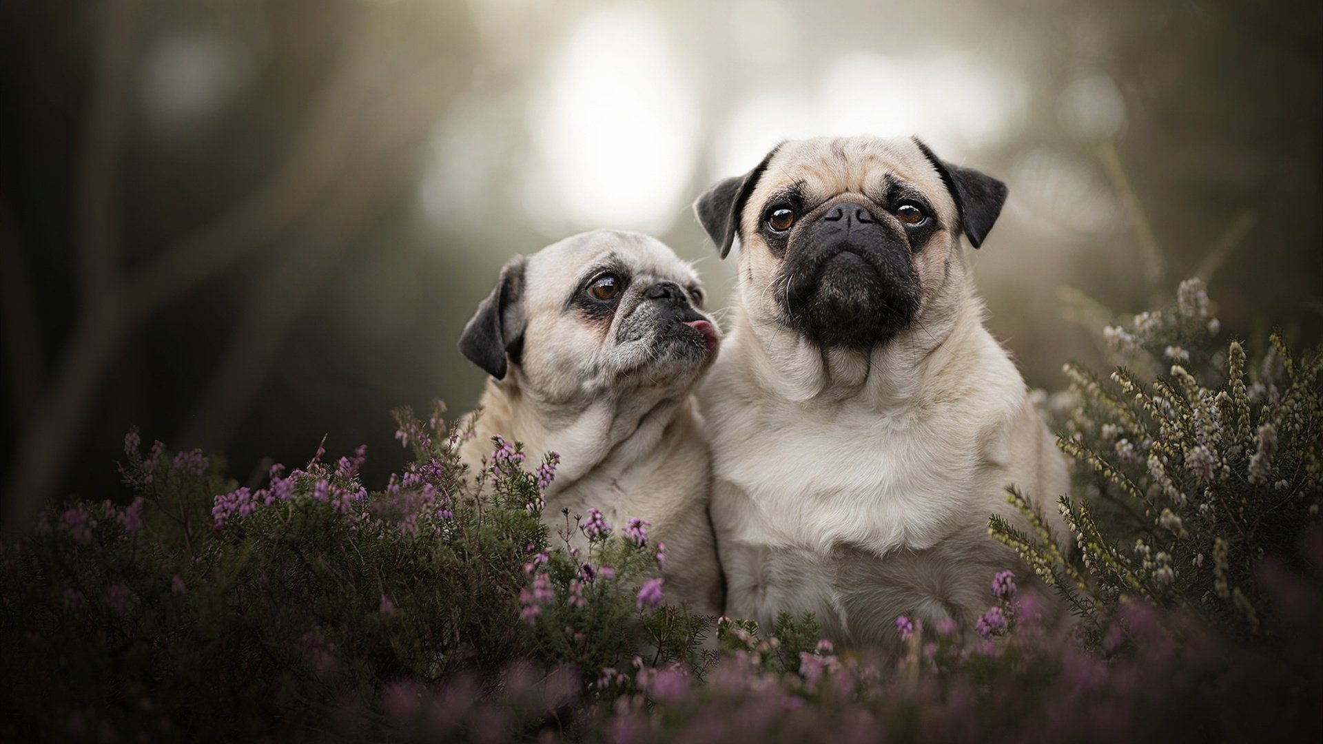 塔图姆50分狂飙引爆联盟，掘金巅峰对决加时擒猛龙锁定西部头名