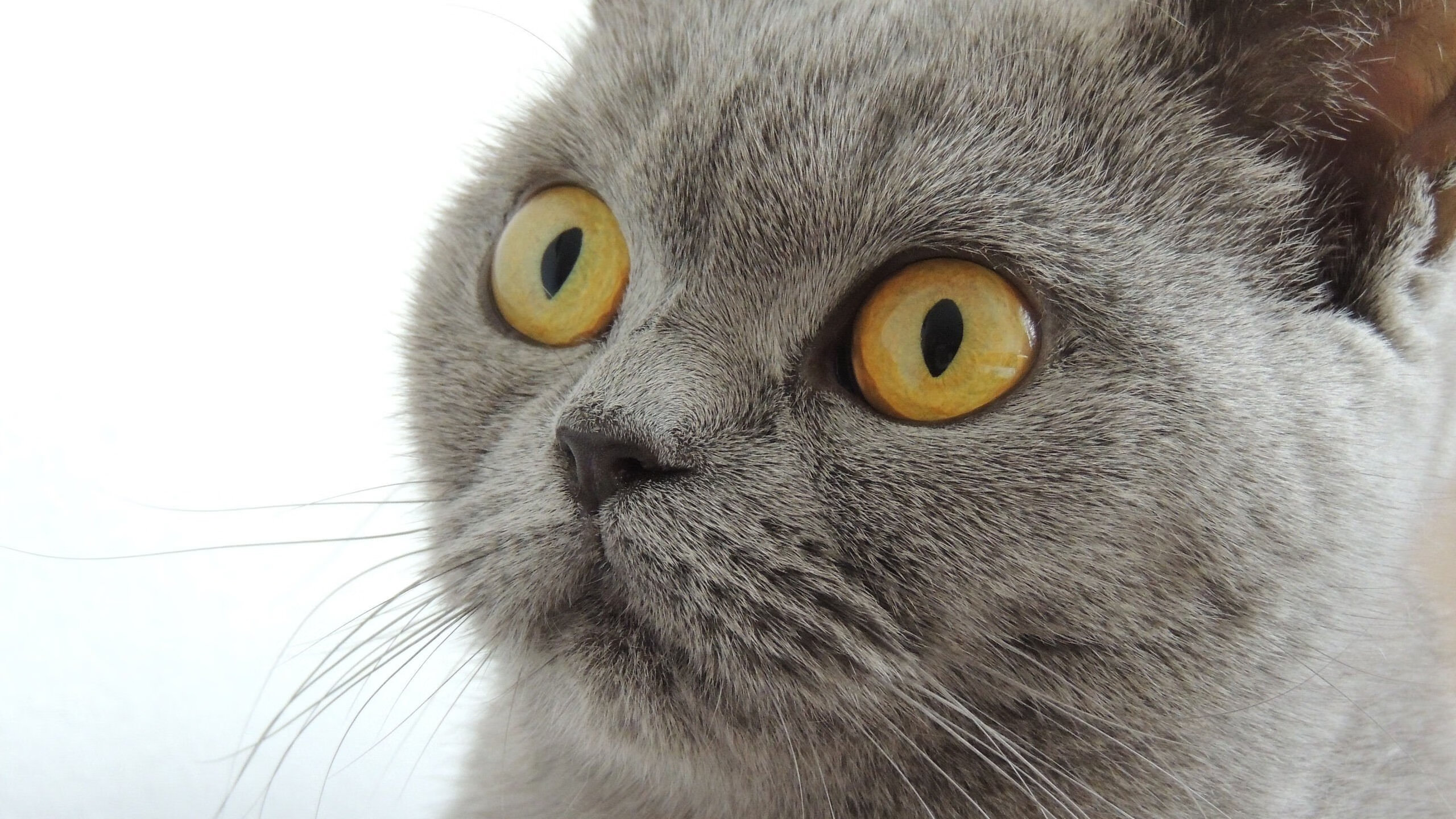 平行宇宙的篮球巅峰，武切维奇狂砍40+20，森林狼加时险胜山西队闯入冠军战