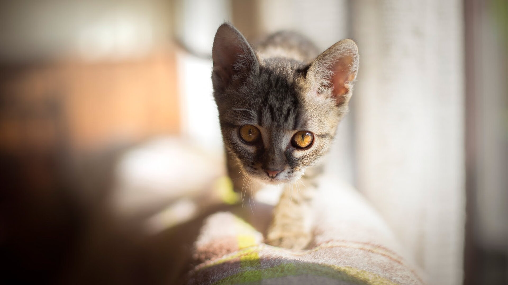 北派密宗,辽宁铁血哲学如何在全球篮球版图刻下东方印记