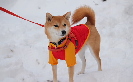 西亚风沙压南美雄鹰,贝林厄姆一锤定音的关键救赎