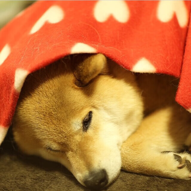 绿茵奇谭，内马尔单骑救主，皇家社会借刀横扫三狮军团