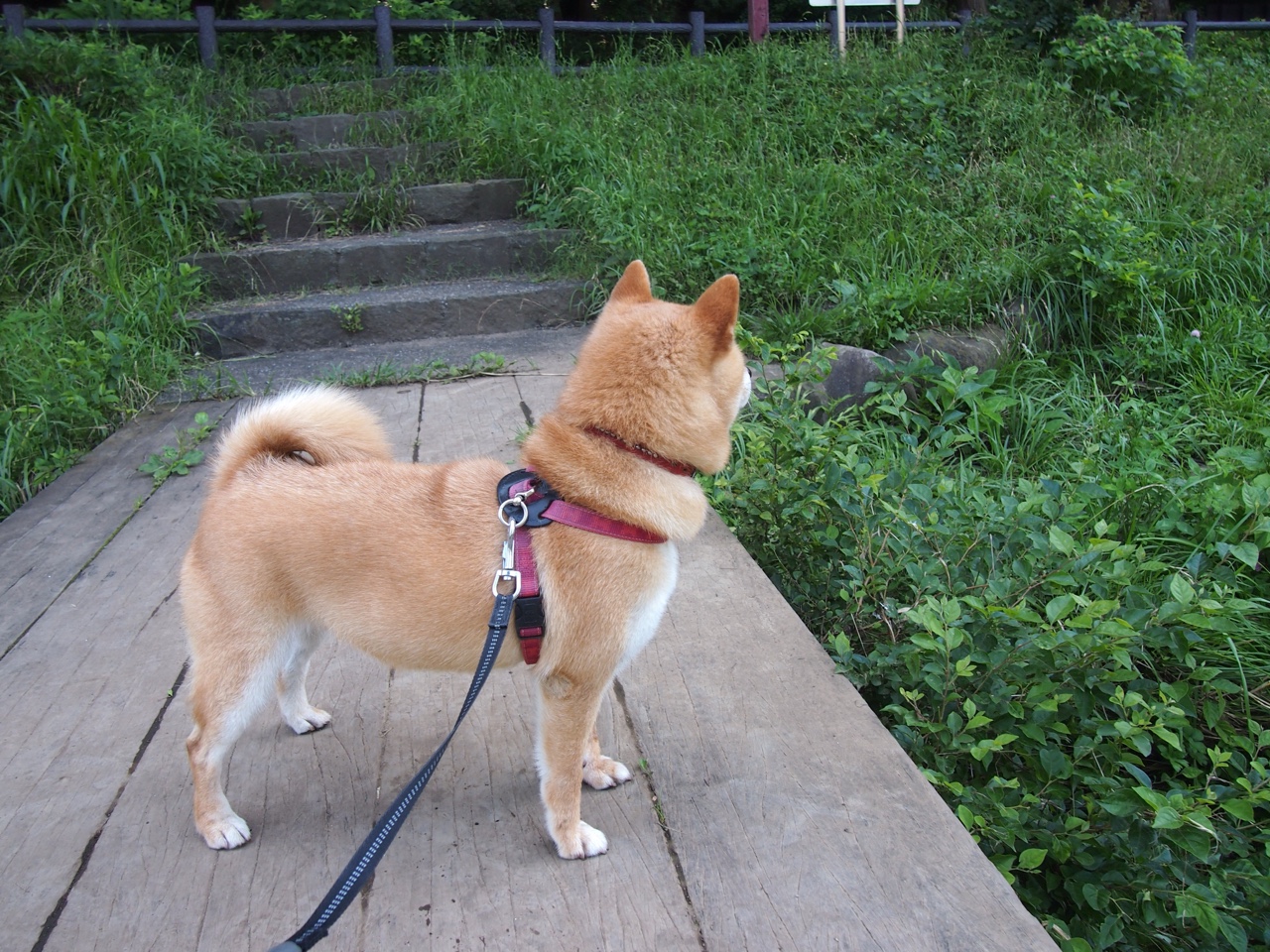 他的存在,即是防线本身,记欧冠半决赛之夜,范戴克定义的制胜
