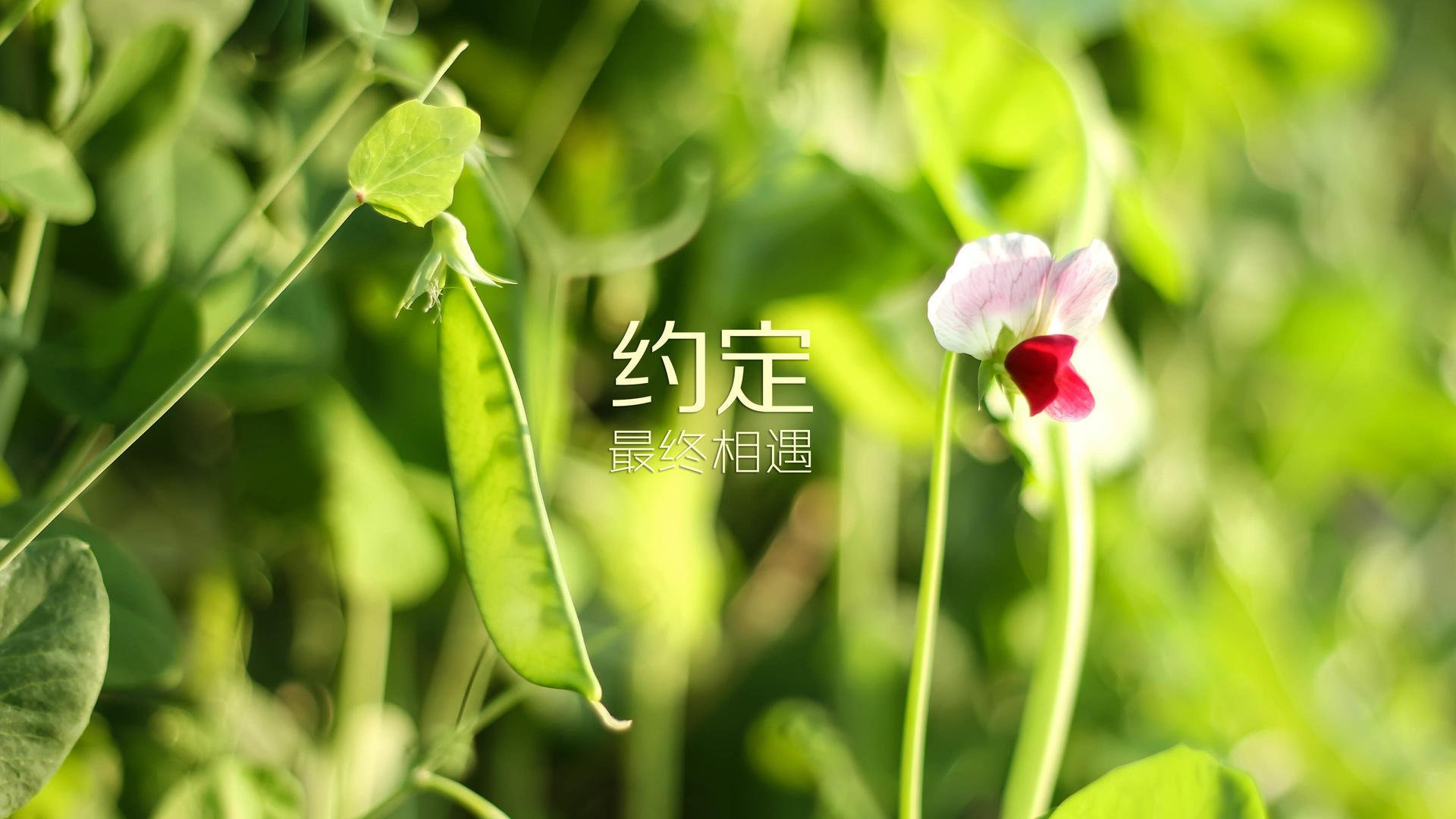 唯一的答案，当萨内让足球回归纯粹，波兰在加纳面前写下2026世界杯的碾压美学